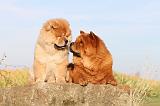 CHOW CHOW 258